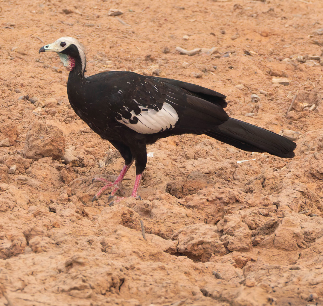 image Blue-throated Piping-Guan